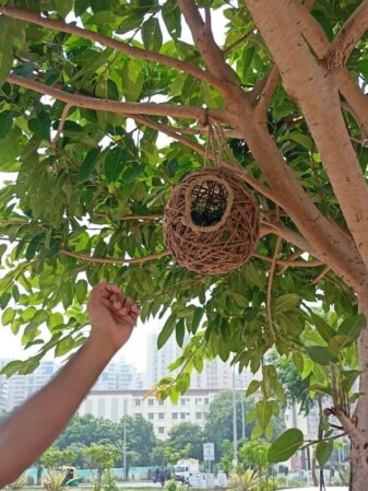 Birds_Nest_7