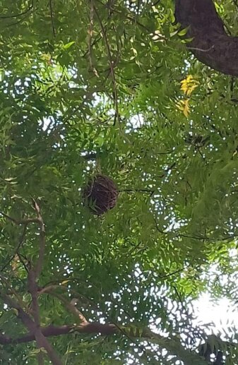 Birds_Nest_2